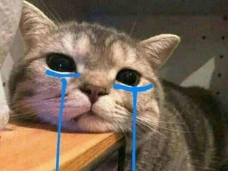 99+ ảnh mèo meme hài hước nhất khiến bạn cười nghiêng ngả · ảnh 1