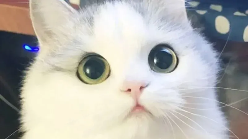 99+ ảnh mèo meme hài hước nhất khiến bạn cười nghiêng ngả · ảnh 2