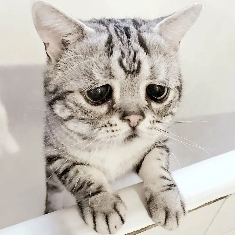 99+ ảnh mèo meme hài hước nhất khiến bạn cười nghiêng ngả