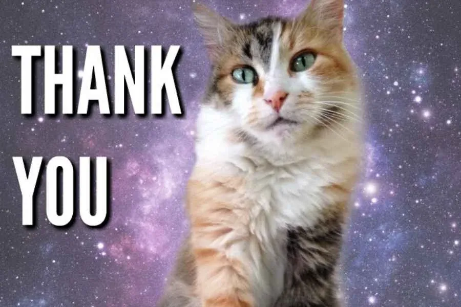 99+ meme thank you độc lạ thay lời cảm ơn cực hài hước · ảnh 1