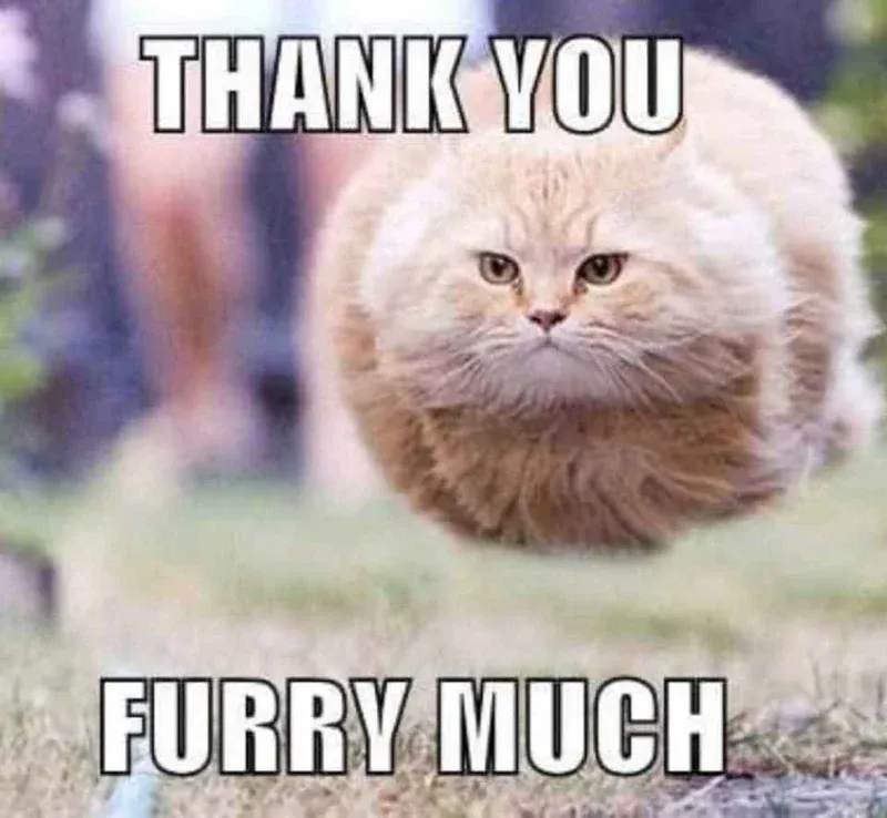 99+ meme thank you độc lạ thay lời cảm ơn cực hài hước · ảnh 3