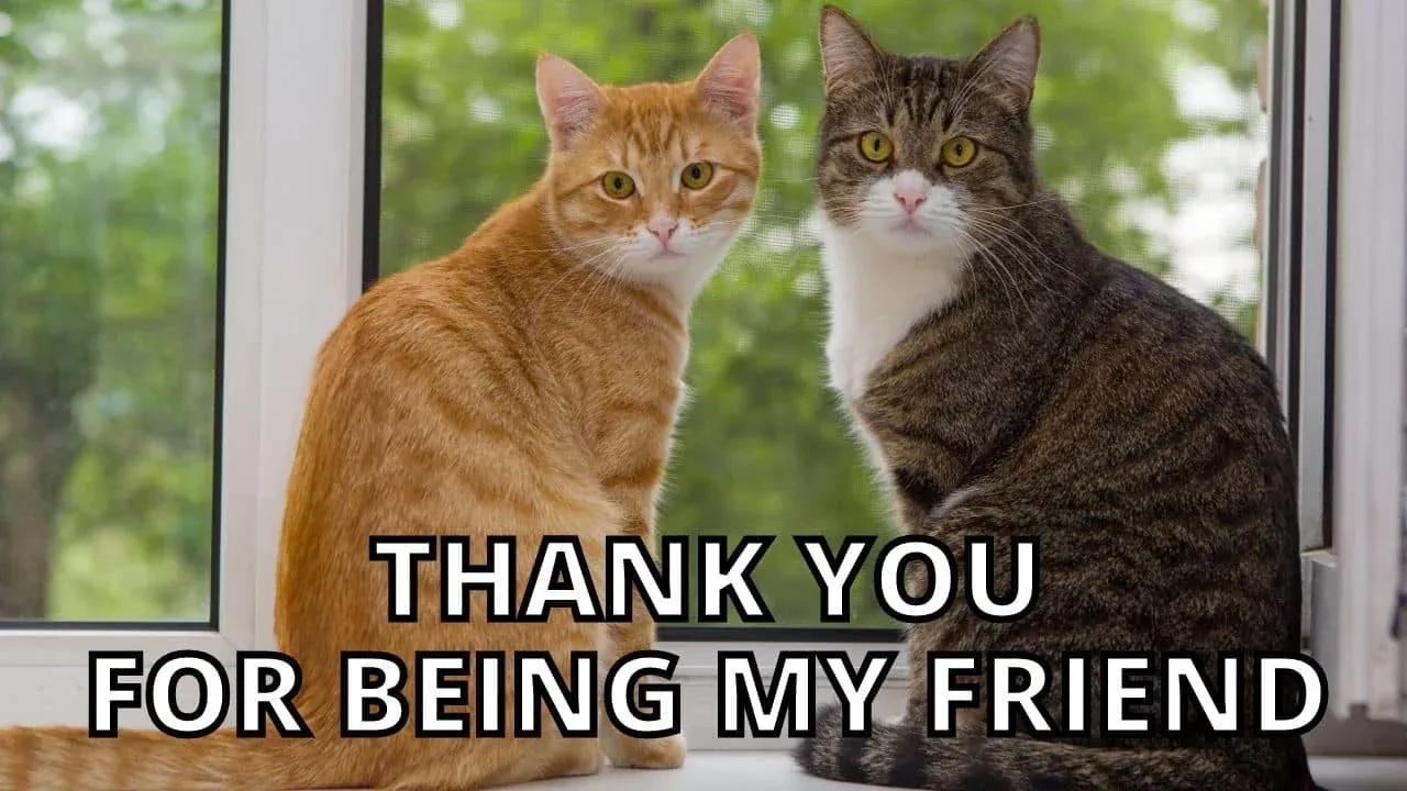 99+ meme thank you hài hước nhất giúp lời cảm ơn thêm độc đáo · ảnh 1
