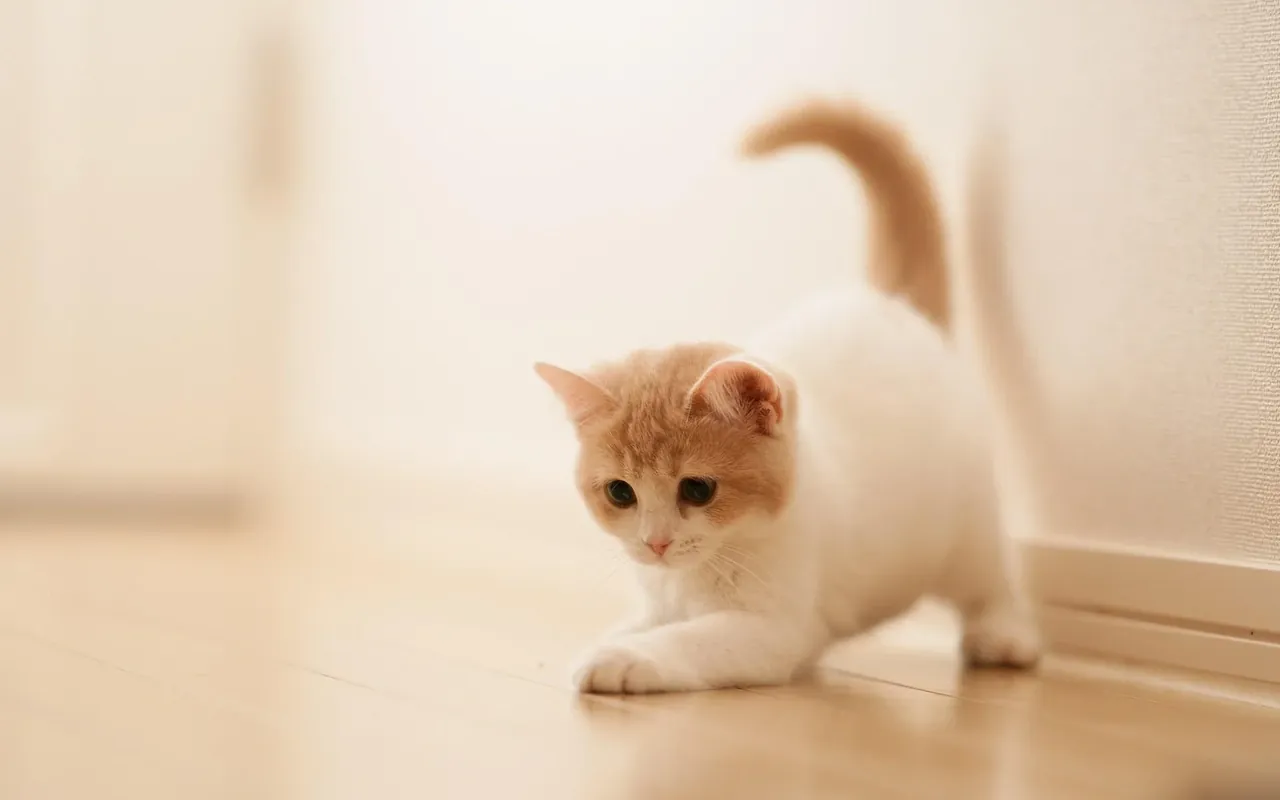 Hình mèo cute — tổng hợp ảnh đẹp cập nhật 2026 · ảnh 3