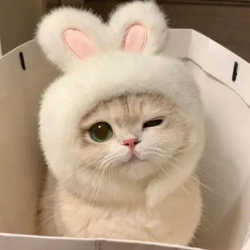Hình mèo cute — tổng hợp ảnh đẹp cập nhật 2026