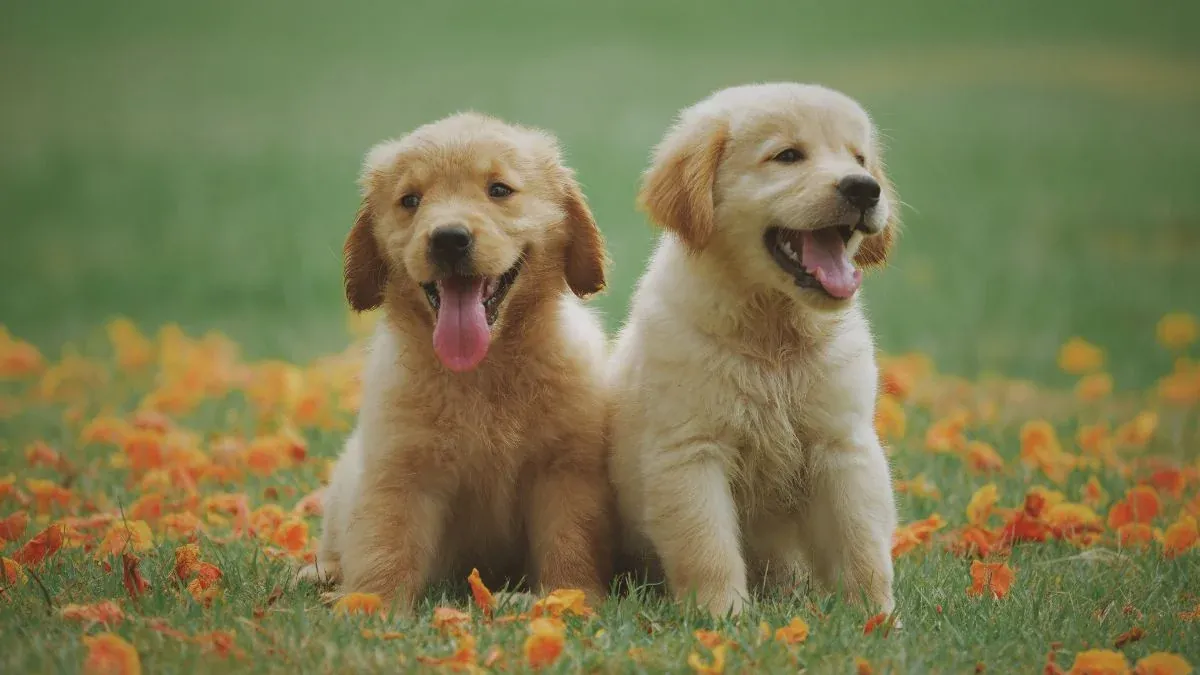 Khám Phá 100+ Hình Ảnh Con Chó Cute Đáng Yêu Nhất · ảnh 1