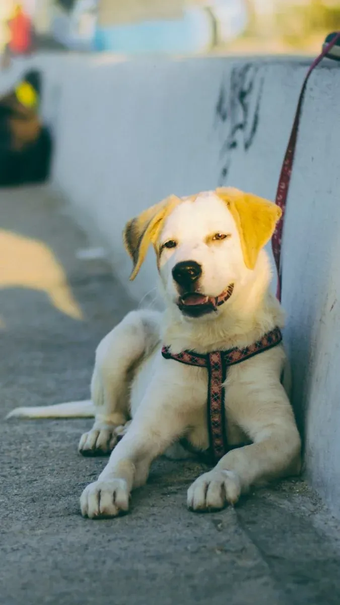Khám Phá 100+ Hình Ảnh Con Chó Cute Đáng Yêu Nhất · ảnh 2