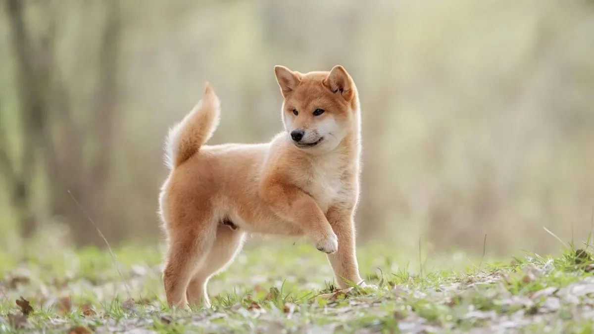 Khám Phá 100+ Hình Ảnh Con Chó Cute Đáng Yêu Nhất · ảnh 3